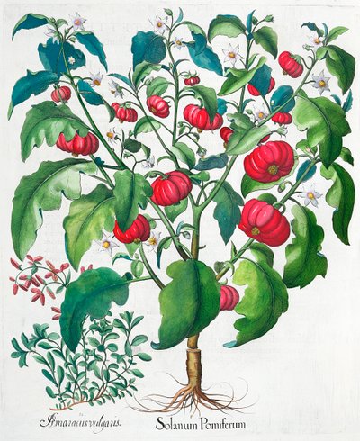 非洲西红柿和马兰花植物，1613年 作者 不明