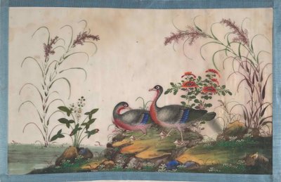 包含12幅鸟类画的画册，19世纪。 作者 不明