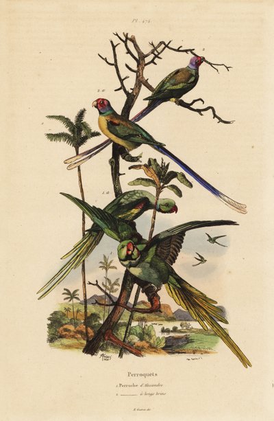 亚历山大长尾小鹦鹉、Psittacula eupatria 和长尾小鹦鹉、Psittacula longicauda 亚历山大长尾小鹦鹉和长尾小鹦鹉 作者 不明
