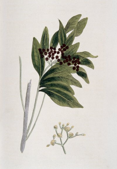 多香果，1823年 作者 不明