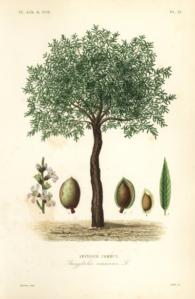 杏仁树，李属dulcis，共同的杏仁树 作者 不明