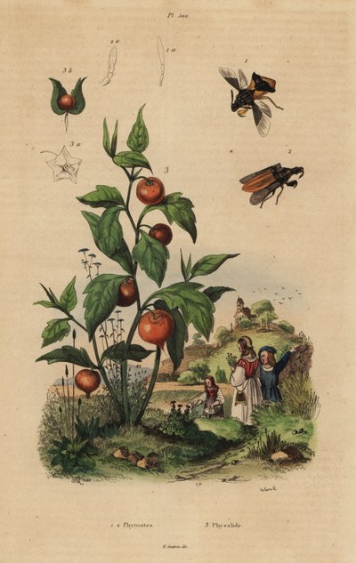 伏击虫、Macrocephalus cimicoides 1,2 和膀胱樱桃或中国灯笼植物 Physalis alkekengi 3 作者 不明