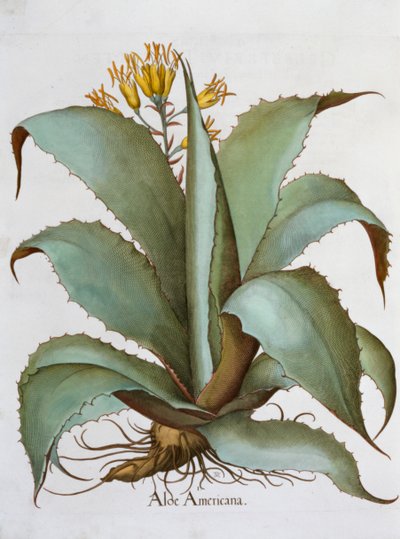 美洲芦荟 Aloe Americana, 1613 作者 不明