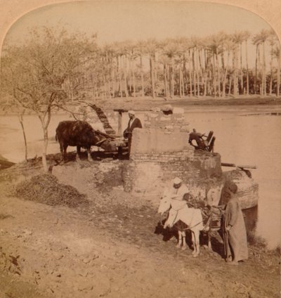 埃及人Sakiyeh，汲取尼罗河水进行灌溉，1896年，埃及 作者 不明