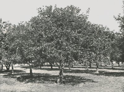 1895年，美国城市奥古斯丁附近的橘树林。 作者 不明