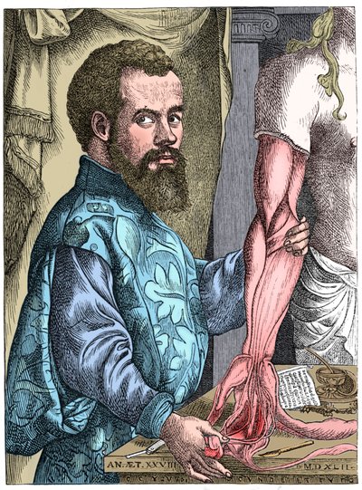 Andreas Vesalius，16世纪佛兰芒解剖学家 作者 不明