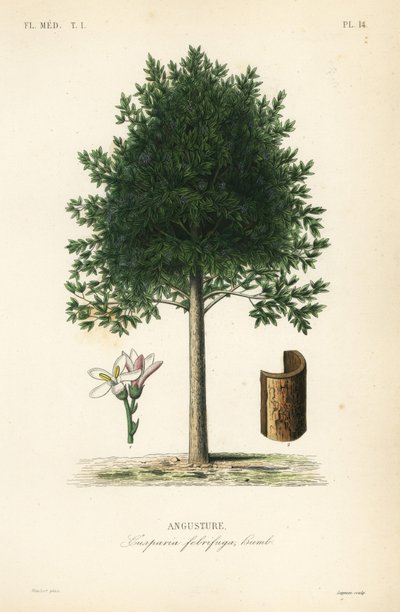 Angostura trifoliate, Cusperia febrifuga, Angusture 作者 不明
