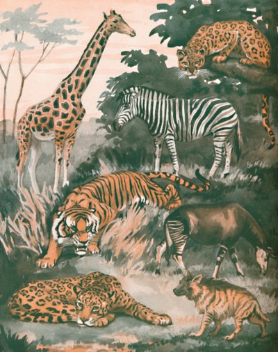 斑点和条纹帮助的动物，1935年 作者 不明