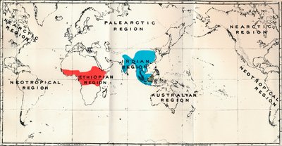 Anthropoidea-地图分布属Semnopithecus蓝色，Nasalis棕色，Colobus红色，1897年 作者 不明