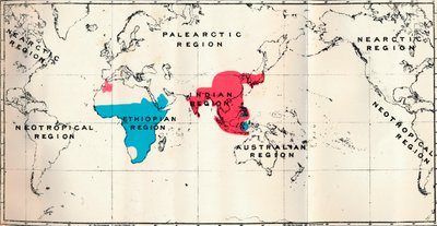拟人猿-VI。各种物种的分布图蓝色和玛卡库斯红，1897年 作者 不明