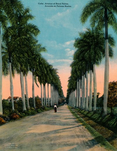 古巴皇家棕榈大道，建于1920年 作者 不明