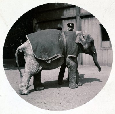 “动物园里的小象”，1890 年 作者 不明