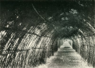 1904年，1925年，在Barrackpore的Bamboo Avenue。 作者 不明