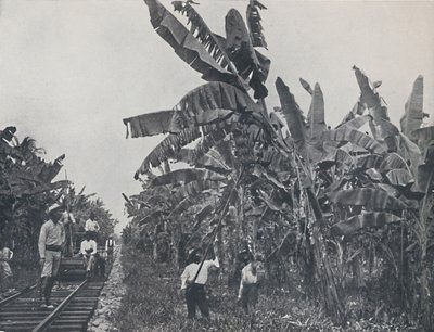 香蕉种植园，1924年 作者 不明