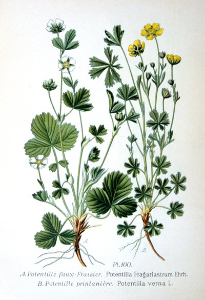 贫瘠的草莓和春五叶草，1893年 作者 不明