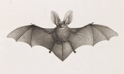 蝙蝠耳品种，埃及的蝙蝠 作者 不明