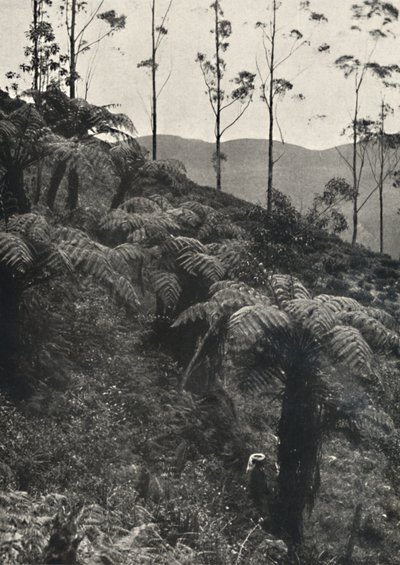 Baumfarne tAlsophila覆盖UA，1926年 作者 不明