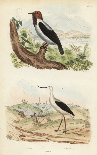 有胡子的铃鸟，Procnias averano 和美国 avocet，Recurvirostra americana 作者 不明