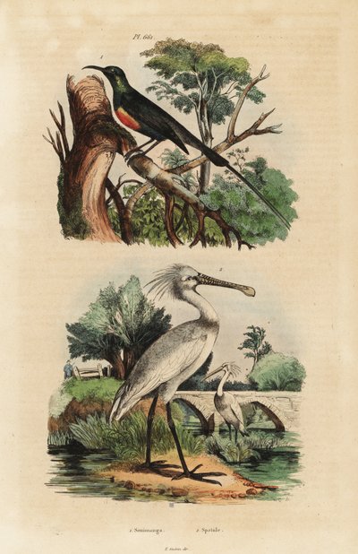 Beautiful sunbird, Cinnyris pulchella, and common spoonbill, Platalea leucorodia 作者 不明