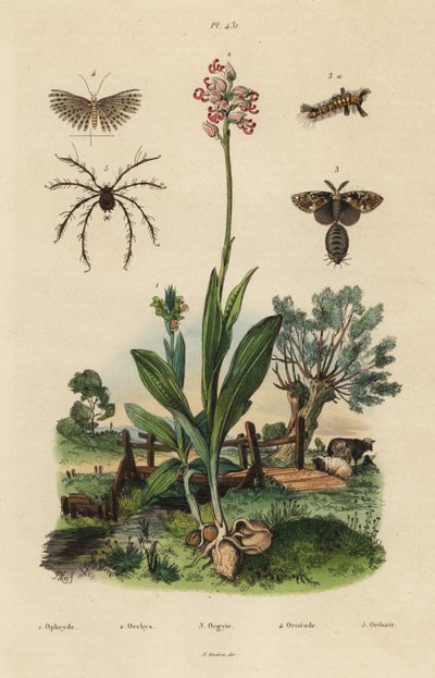 蜂兰、Ophrys apifera 1、猴兰、Orchis simia 2、锈草蛾、Orgyia antiqua 3、二十羽蛾、Alucita hexadactyla 4、Oribata geniculata mite 5 作者 Unbekannt