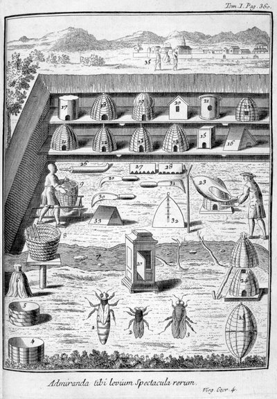 养蜂业，1775年 作者 不明
