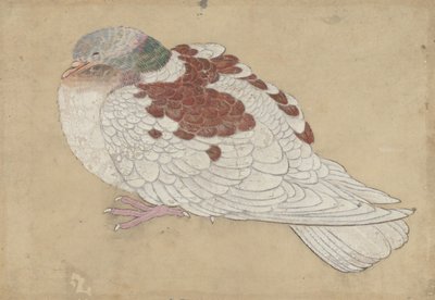 鸟，十八世纪。 作者 不明