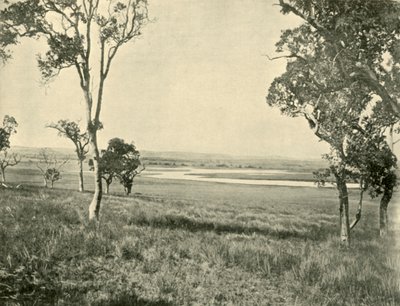 1901年，昆士兰沃里克附近的黑天鹅礁湖。 作者 不明