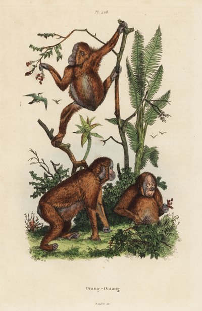 Bornean orangutans, Pongo pygmaeus 作者 不明