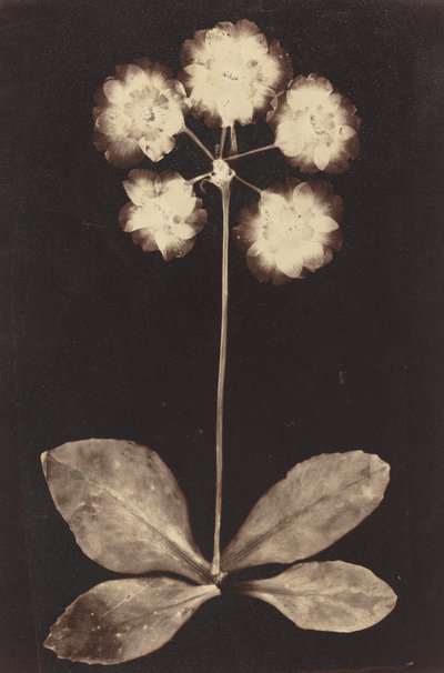 植物学摄影图，1860年代。 作者 不明
