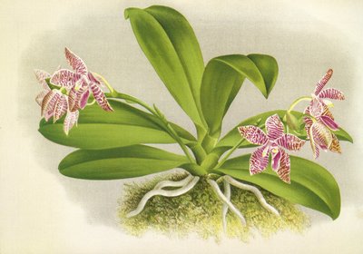Botanical board/Phalaenopsis luddemanniana/Lindenia 作者 不明