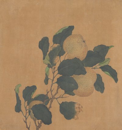 树的分支用果子。 作者 不明