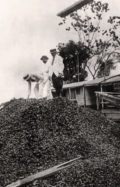 1900年代从亚马逊河谷收获的巴西坚果 作者 不明
