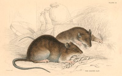 褐家鼠Rattus rattus，1828年 作者 不明