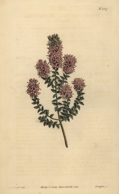 Buchu, Agathosma pulchella (Blunt-leaved diosma, Diosma pulchella) 作者 不明