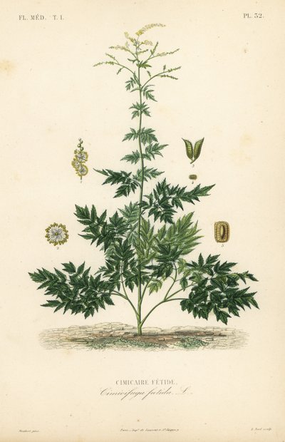 Bugbane 或升麻、Actaea cimicifuga、Cimicifuga foetida、Cimicaire fetide 作者 不明