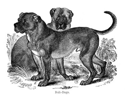 斗牛犬，1848年 作者 不明