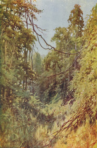 缅甸丛林，1924年 作者 不明