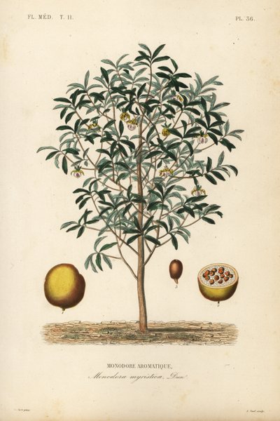 炉甘石肉豆蔻，肉豆蔻（Monodora myristica）, Monodore aromatique 作者 不明