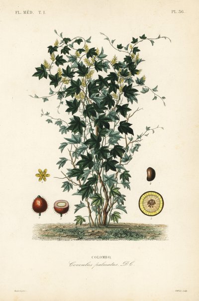 Calumba树, Jateorhiza columba, Cocculus palmatus, Colombo 作者 不明
