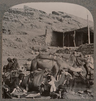 杰拉什（Jerash）的骆驼火车在以利沙喷泉（Elisha Fountain）浇水，摄于1900年 作者 不明