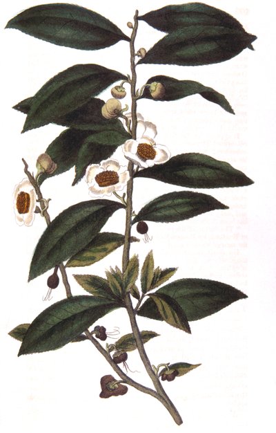 Camellia sinensis - 茶树，1823年 作者 不明