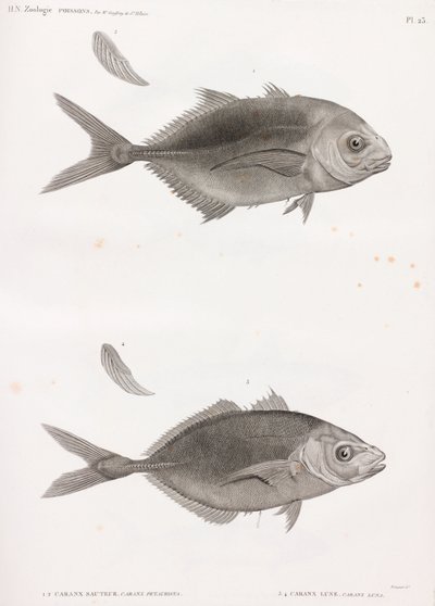 Caranx Sauteur 和 Caranx Lune 作者 不明