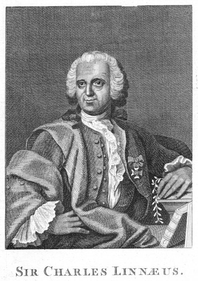 Carolus Linnaeus，18世纪瑞典博物学家 作者 不明