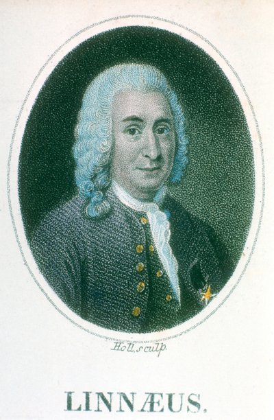 Carolus Linnaeus，18世纪瑞典博物学家，19世纪初 作者 不明