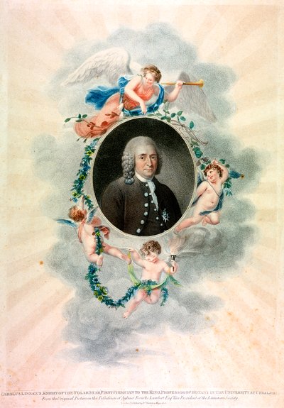 Carolus Linnaeus，瑞典博物学家和医师，1807年 作者 不明