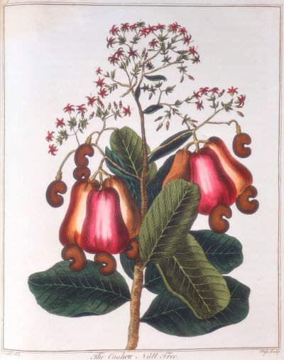 腰果-西洋参，c1798 作者 不明