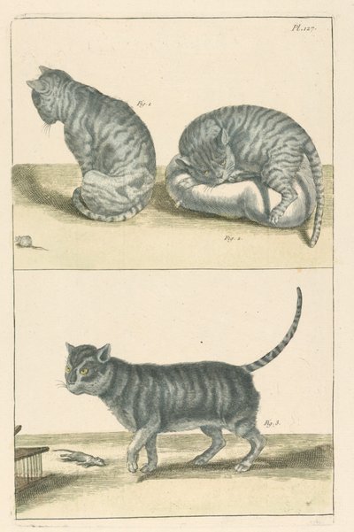 猫 作者 不明