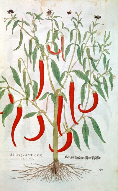 卡宴辣椒植物辣椒，16世纪 作者 不明