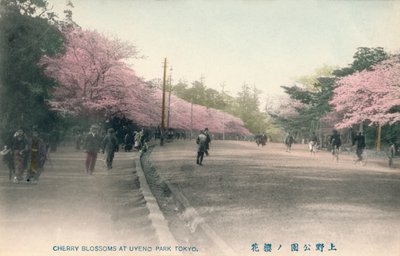 东京上野公园樱花，c1910 作者 不明