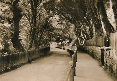 内华达州尚克林中国大道，c1920。 作者 不明